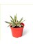 3 Adet Alacalı Agave 8.5 Saksılı Nmsn 1