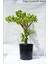 Büyük Boy Para Çiçeği, Para Ağacı, Bereket Ağacı Crassula Ovata 1