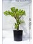 Para Ağacı Para Çiçeği Crassula Ovata 1