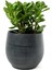 Taş Saksıda Para Çiçeği Crassula Ovata Şans ve Bereket Çiçeği 1