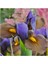 Golden Beauty Iris Süsen Karışık Renkli Soğanı 20 Adet 3