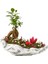 Beton Kaya Saksıda Mini Ficus Ginseng Bonsai 1