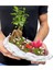 Beton Kaya Saksıda Mini Ficus Ginseng Bonsai 4