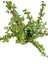 Yeşim Ağacı 45- 50 cm Boyunda , Crassula Ovata, Para Çiçeği, Para Ağacı 3