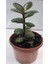 Para Çiçeği 15-20 cm Boyunda Sağlıklı Çiçekler 1