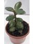 Para Çiçeği 15-20 cm Boyunda Sağlıklı Çiçekler 2
