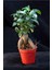 Bonsai Ficus Gignseng 1