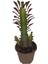 Euphorbia Trigona Rubra Kaktüs Kırmızı Süt Ağacı 10/20 cm Arası 1