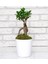 Ginseng Ficus Bonsai 81 Seramik Beyaz Saksılı 1