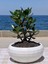 Crassula Ovata- Para Çiçeği- Bereket Bitkisi- 23-30 cm 2