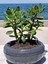 Crassula Ovata- Para Çiçeği- Bereket Bitkisi- 23-30 cm 3