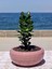 Crassula Ovata- Para Çiçeği- Bereket Bitkisi- 23-30 cm 4