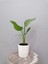 Starliçe Bitkisi (40 Cm) Dekoratif Saksılı 1
