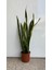 Paşa Kılıcı Sansevieria 1