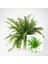 Aşk Merdiveni Seramik Saksıda Nephrolepis 00100101 1