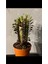 Euphorbia Trigona Rubra 2
