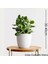 Para Ağacı Bereket, İyi Şans ve Para Çiçeği Crassula Ovata 01 1