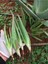 2 Adet Aloe Vera Fidanı Tıbbi Sarısabır 20 cm Saksısız Köklü 4