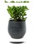 Taş Saksıda Para Çiçeği Crassula Ovata Şans ve Bereket Çiçeği 1