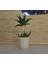 Bonsai Americana 1