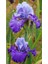 Bitki Dünyam 2 Adet Cornflower Renk Iris (Süsen) Germenica Çiçek Soğanı 1