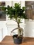 Ficus Bonsai Kauçuk Minyatür Ağaç 35-40 cm 1