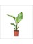 Starliçe Cennet Kuşu Çiçeği 40-50 cm 4