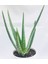 2 Adet Aloe Vera Plastik Saksıda 1