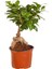 Bonsai Minik Ağaç Bonzai Gövde Carmona 25 cm Masa Üstü Bitki Ev Bitkisi Salon 1