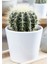 Altın Fıçı Kaktüs Echinocactus Grusonii 1