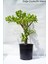Büyük Boy Para Çiçeği, Para Ağacı, Bereket Ağacı Crassula Ovata 1