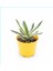 Alacalı Agave 8.5 Saksılı 1