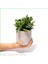 Seramik Saksıda Para Ağacı Bereket Ağacı Crassula Ovata 001 1