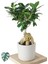 Ficus Ginseng (Bonsai Ağacı) 1