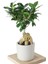 Ficus Ginseng (Bonsai Ağacı) 1