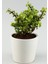 Portulacaria Afra Para Ağacı Fil Azlığı 1