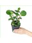 Peperomia Umut Bitkisi Peperomya Adanadoğaçiçekçilik 1