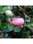 Natal Eriği Fidanı (Carissa Macrocarpa) 1