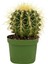 Kaktüs Dekoratif (Echinocactus Blister) 1