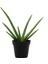 Saksıda Şifa Kaynağı Aloe Vera Bitkisi 1