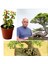 Bonsai Ağacı Fidesi Afra Yeşim 5.5 Saksıda 1
