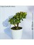 Para Ağacı Bereket, İyi Şans ve Para Çiçeği Crassula Ovata 0102 1