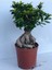 Ficus Bonsai 100 Gr 1