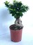 Ficus Bonsai 100 Gr 2
