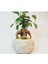 Ficus Ginseng Bonsai & Gri Dünyam Beton Saksıda Canlı Çiçek 1