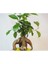 Ficus Ginseng Bonsai & Gri Dünyam Beton Saksıda Canlı Çiçek 3