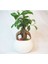 Ficus Ginseng Bonsai & Beyaz Venüs Beton Saksıda Canlı Çiçek 1