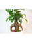 Ficus Ginseng Bonsai & Beyaz Venüs Beton Saksıda Canlı Çiçek 2