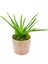 Antik Seramik Saksıda Aloe Vera 1