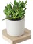 Seramik Saksıda Crassula Ovata Para Çiçeği+5 Alman Süseni Fidesi 1